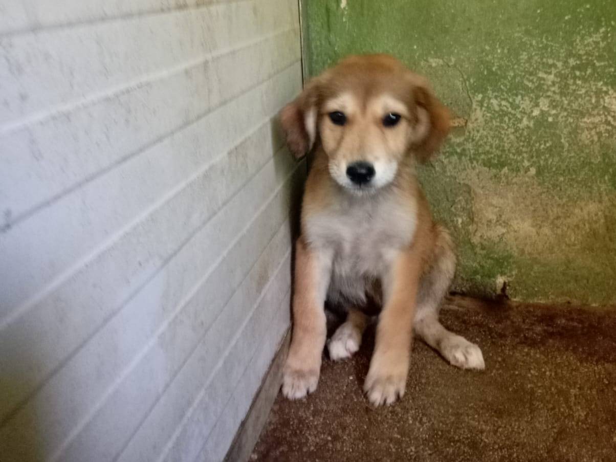 Adotta un cane, taglia media, femmina, Caserta