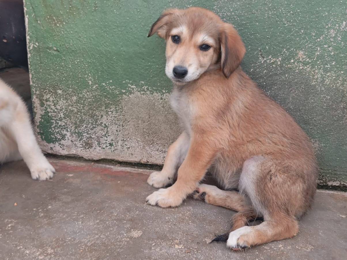 Adozione cane, femmina, Razza sconosciuta Razza sconosciuta, 2 mesi, taglia media, Caserta