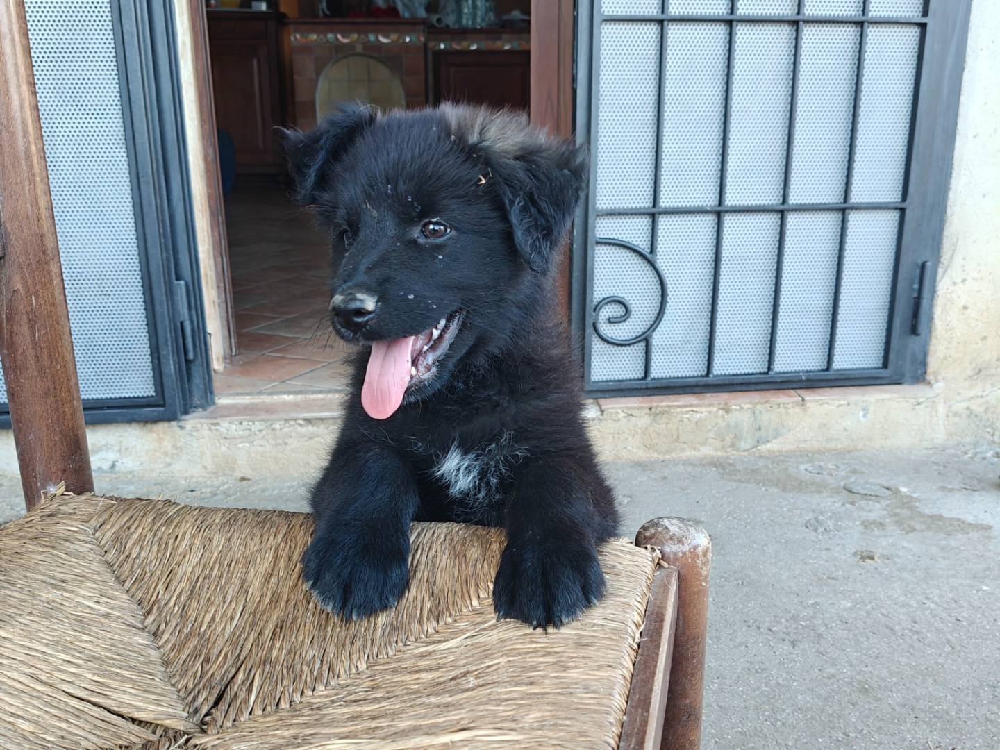 Adozione cane, maschio, Razza sconosciuta Razza sconosciuta, 2 mesi, taglia media, Trapani