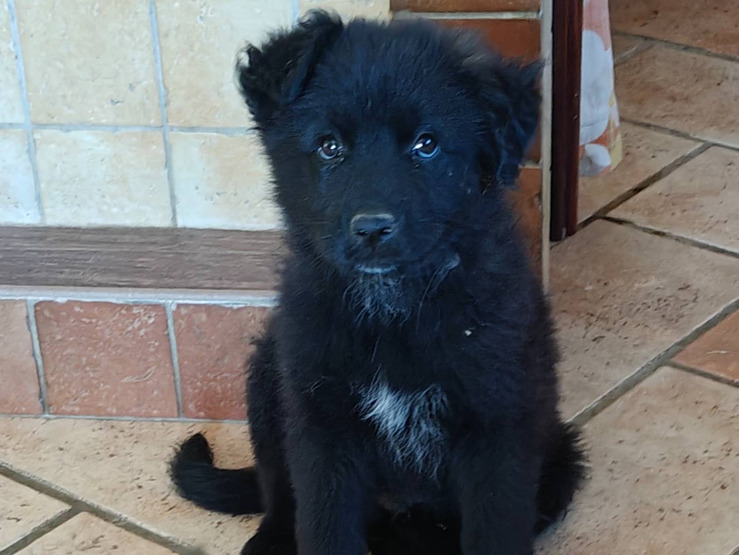 Adotta un cane, maschio, 2 mesi, Trapani
