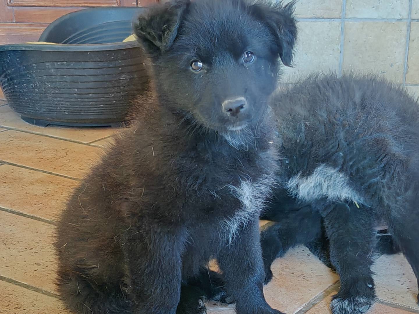 Adotta un cane, taglia media, maschio, Trapani
