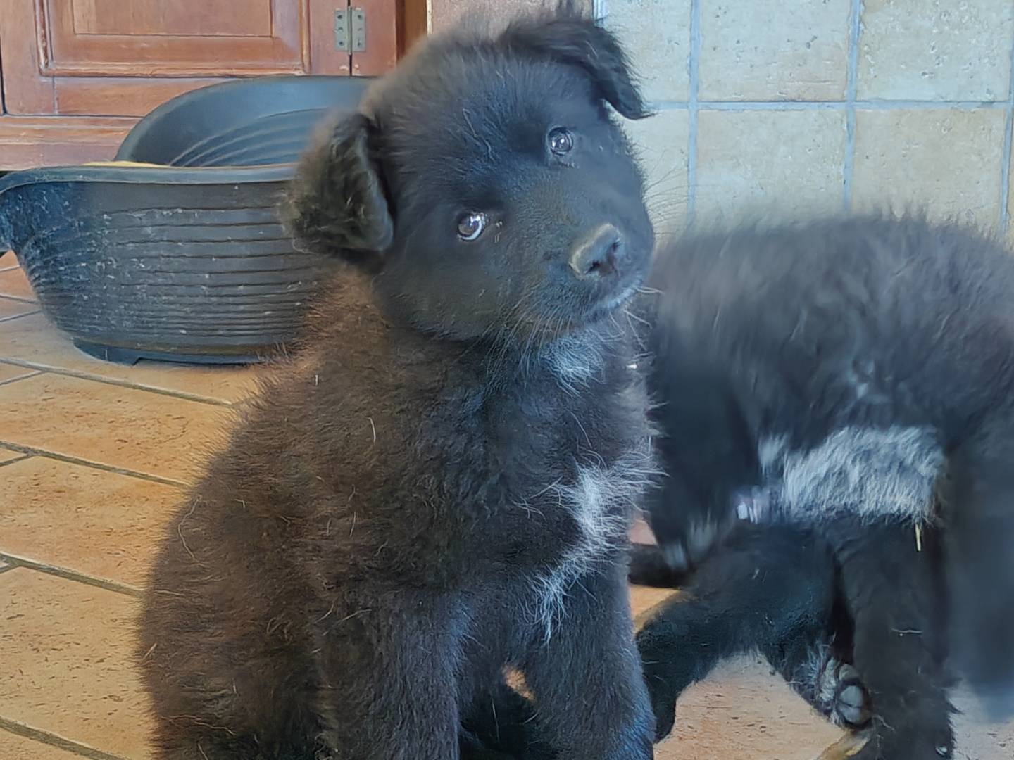 Vuoi adottare un cane a Trapani?