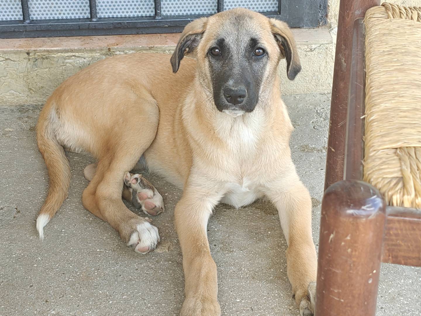 Adotta un cane, femmina, 3 mesi, Trapani