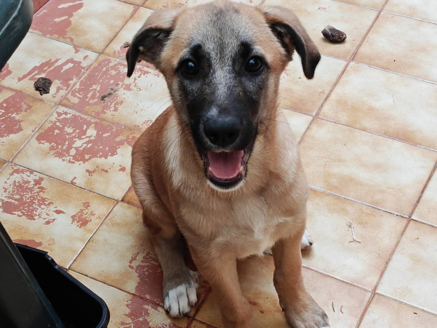 Vuoi adottare un cane a Trapani?