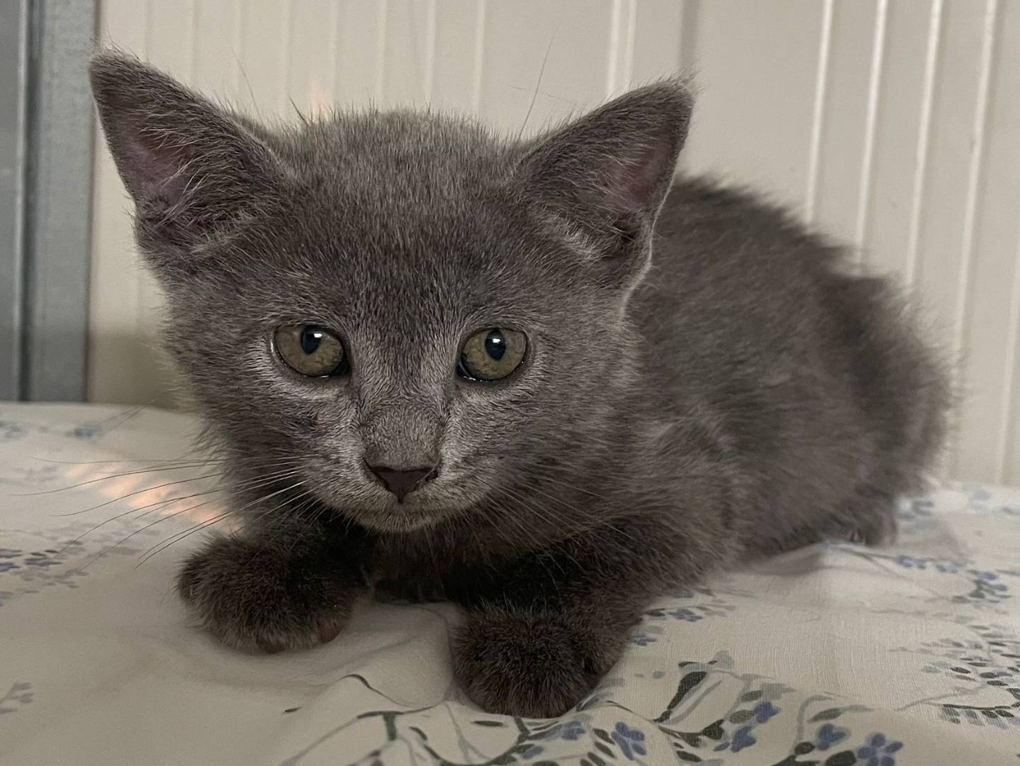 Adozione gatto, femmina, Razza sconosciuta Razza sconosciuta, 2 mesi, taglia non valida, Terni