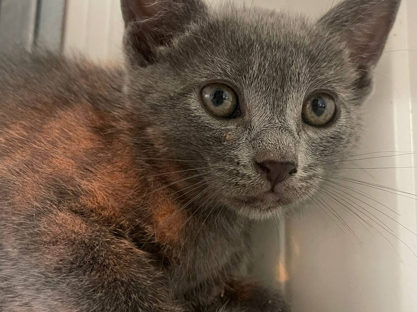 Adotta un gatto, femmina, 2 mesi, Terni