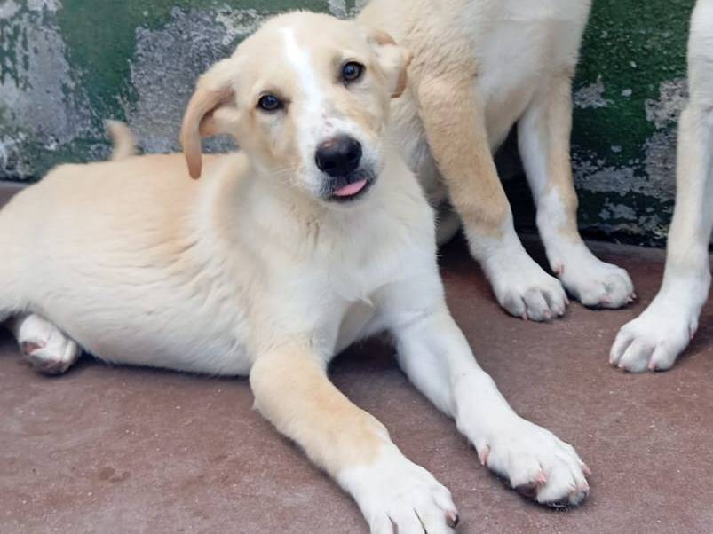 Adozione cane, maschio, Razza sconosciuta Razza sconosciuta, 3 mesi, taglia media, Caserta