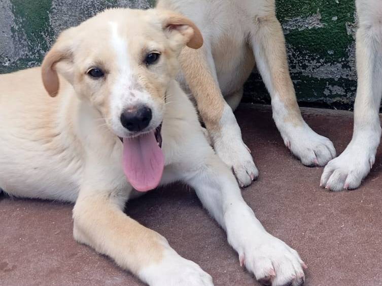 Adotta un cane, maschio, 3 mesi, Caserta