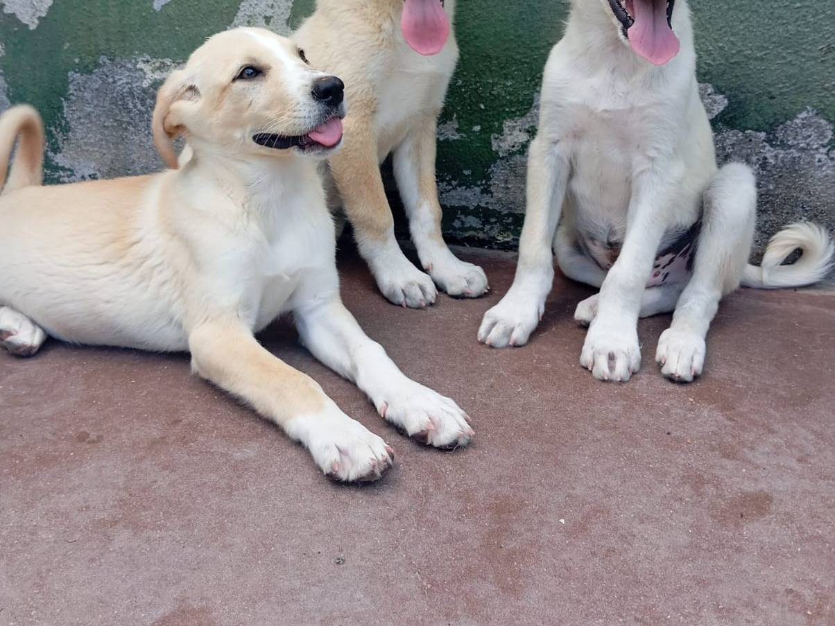 Adotta un cane, taglia media, maschio, Caserta