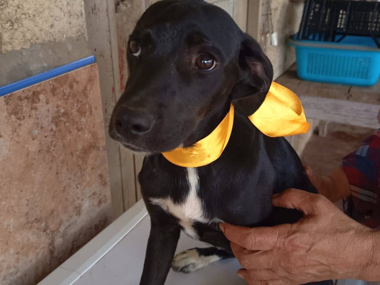 Adozione cane, femmina, Razza sconosciuta Razza sconosciuta, 5 mesi, taglia media, Varese