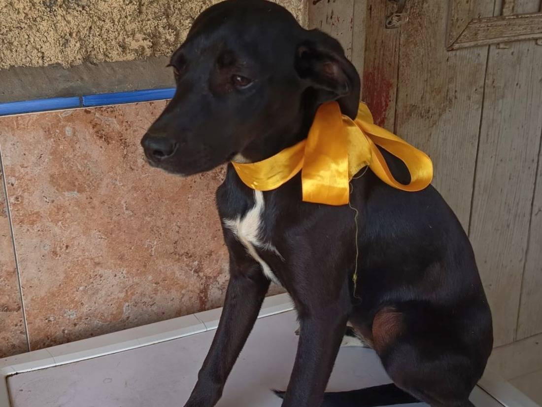 Adotta un cane, femmina, 5 mesi, Varese