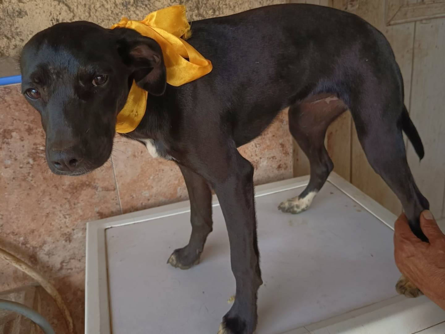 Adotta un cane, taglia media, femmina, Varese