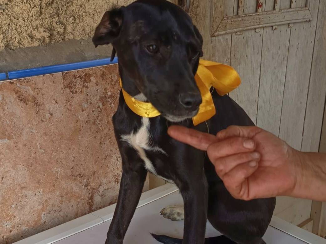Vuoi adottare un cane a Varese?