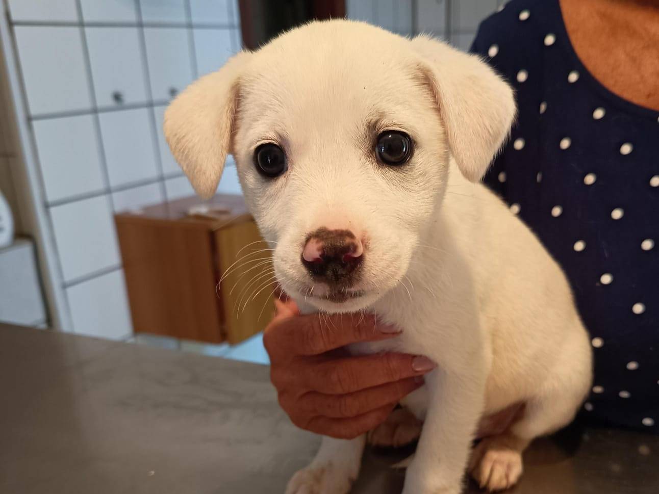 Adozione cane, femmina, Razza sconosciuta Razza sconosciuta, 2 mesi, taglia media, Varese