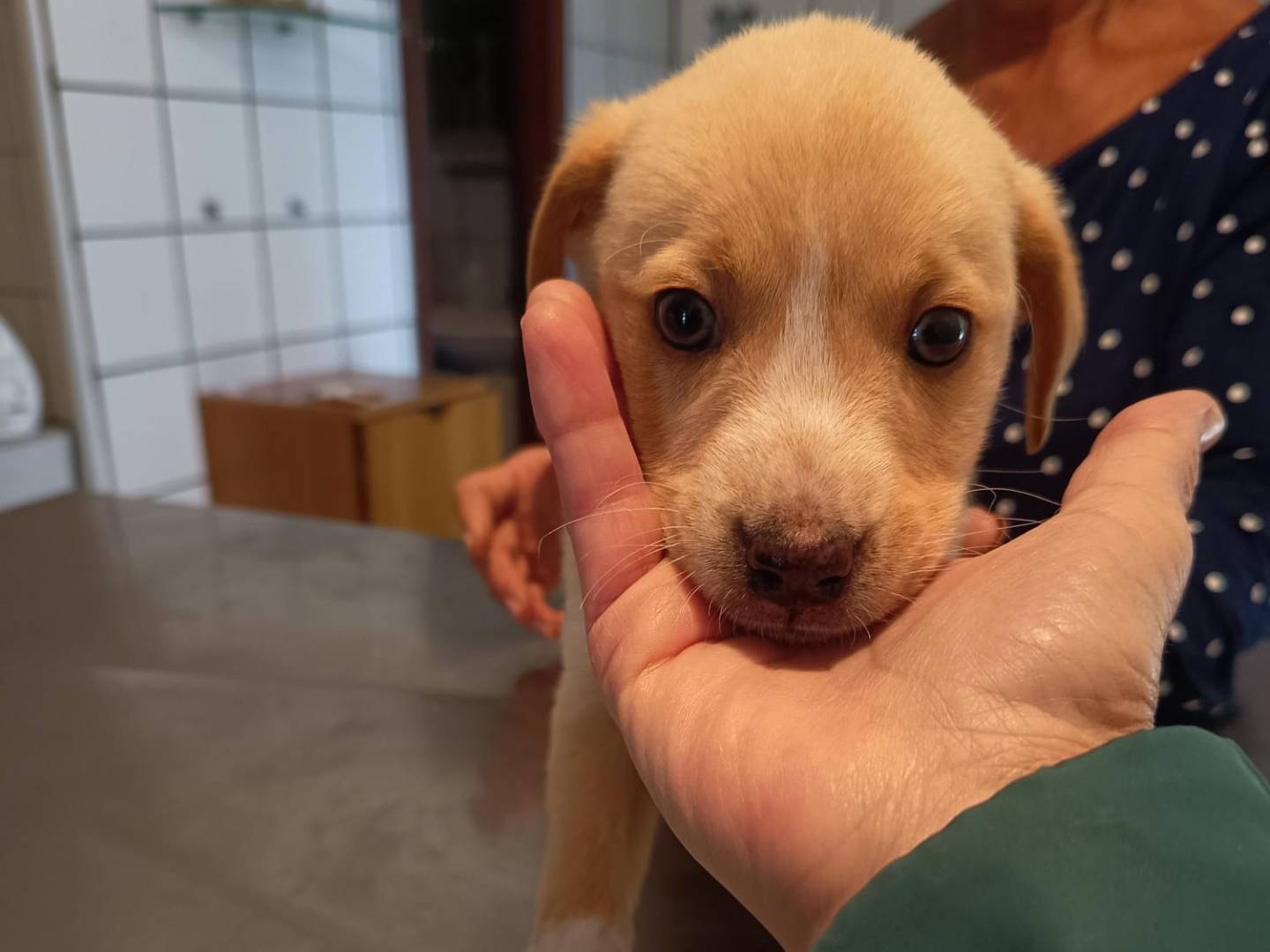 Adotta un cane, femmina, 2 mesi, Varese