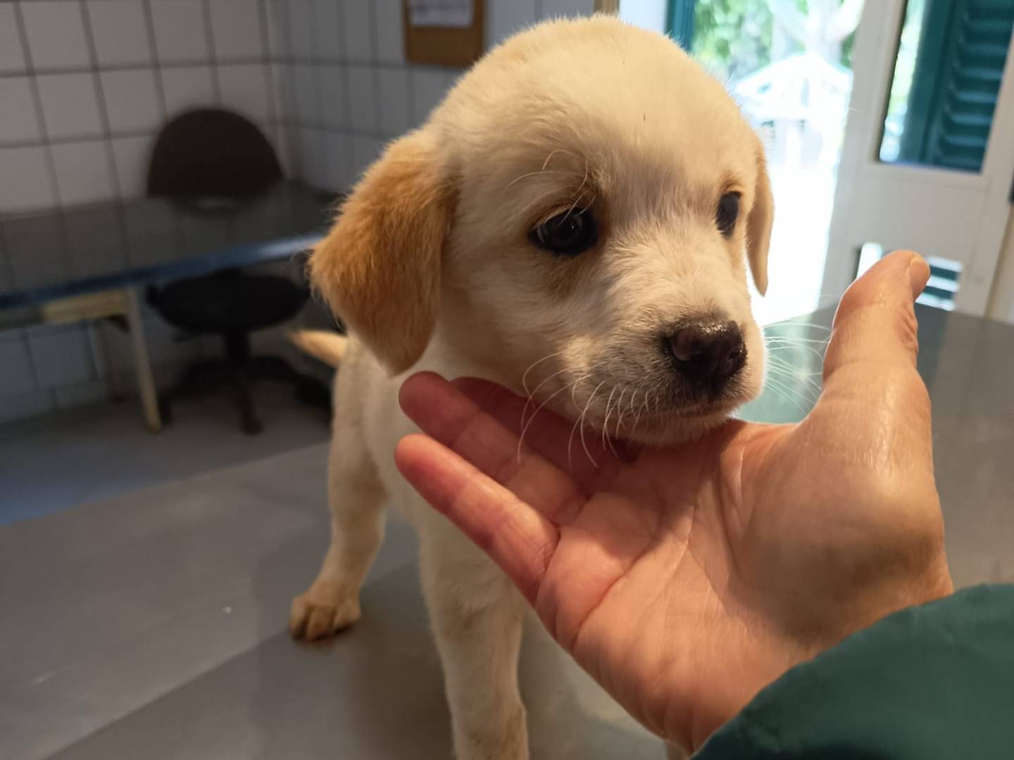 Vuoi adottare un cane a Varese?