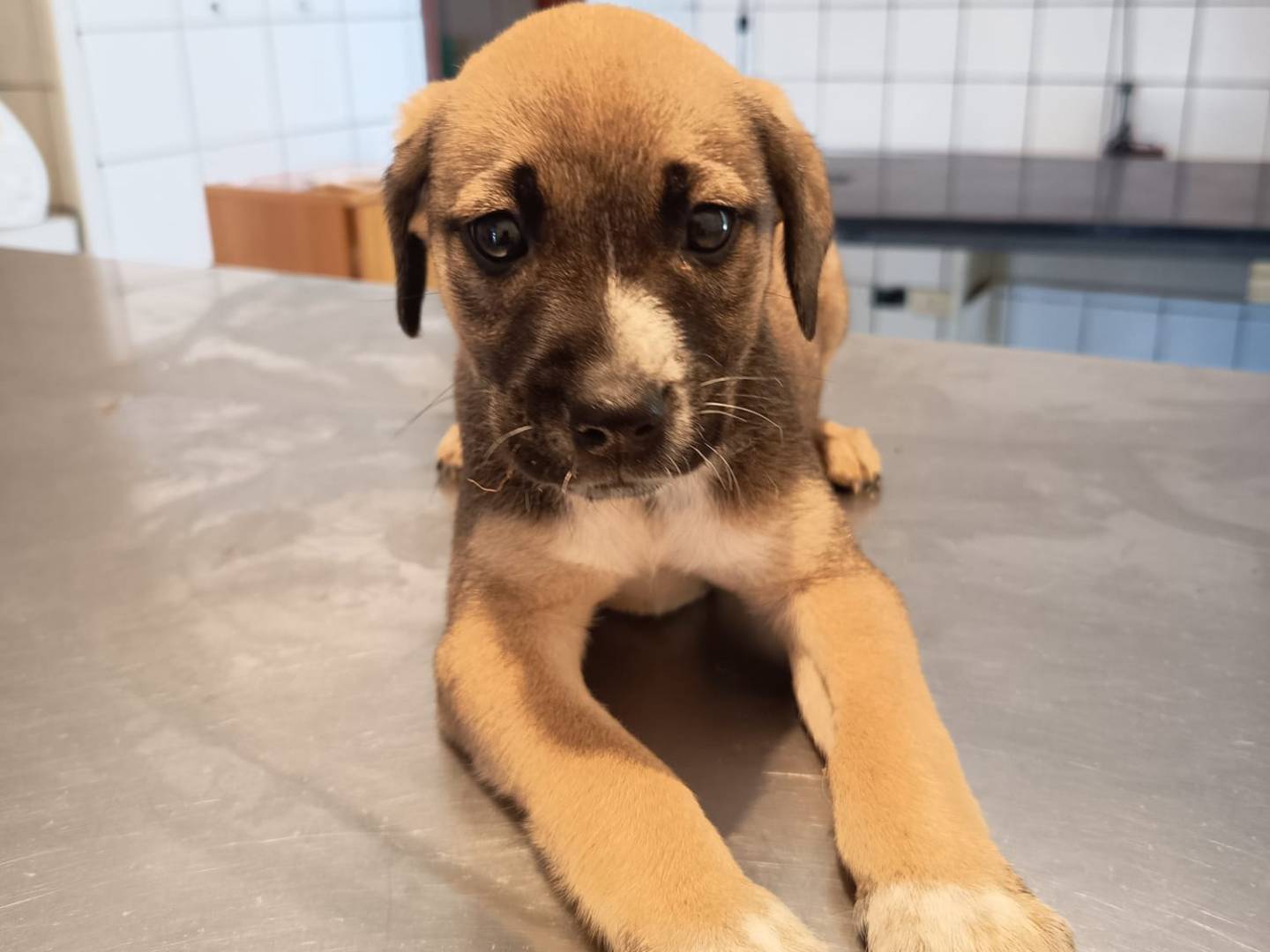 Adotta il cane MERAVIGLIE ASPETTANO UNA MAMMA a Varese