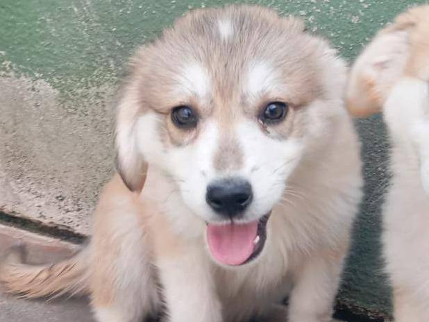 Adotta un cane, maschio, 2 mesi, Caserta