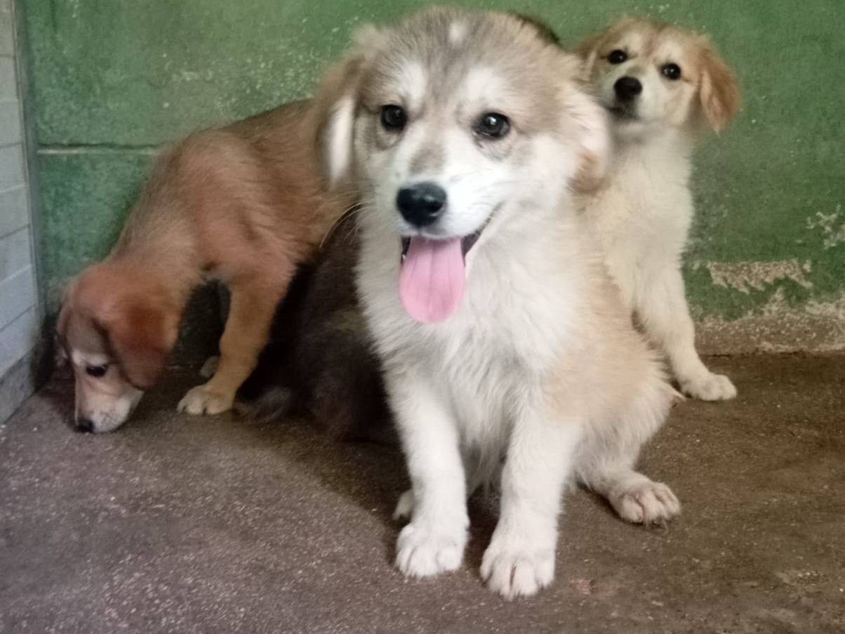 Adozione cane, maschio, Razza sconosciuta Razza sconosciuta, 2 mesi, taglia media, Caserta