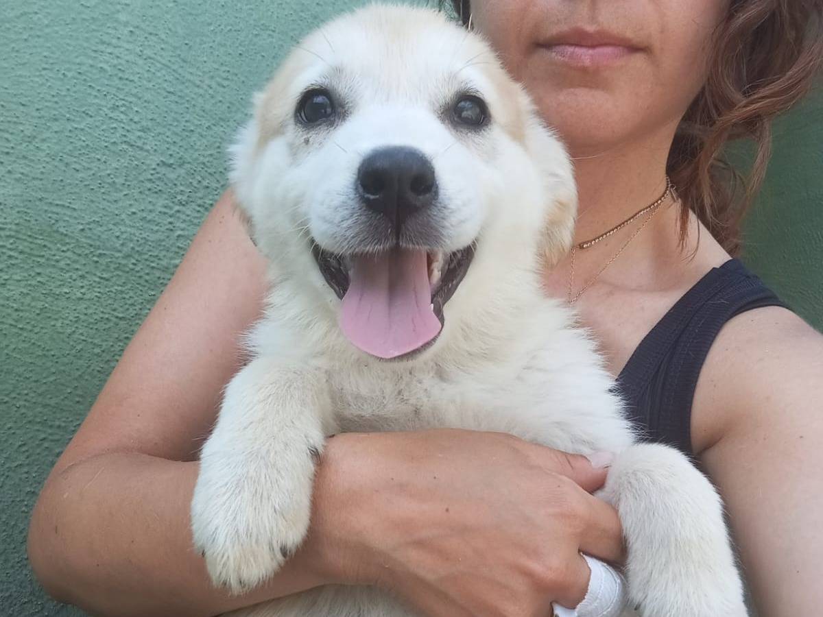 Adozione cane, femmina, Razza sconosciuta Razza sconosciuta, 2 mesi, taglia media, Caserta