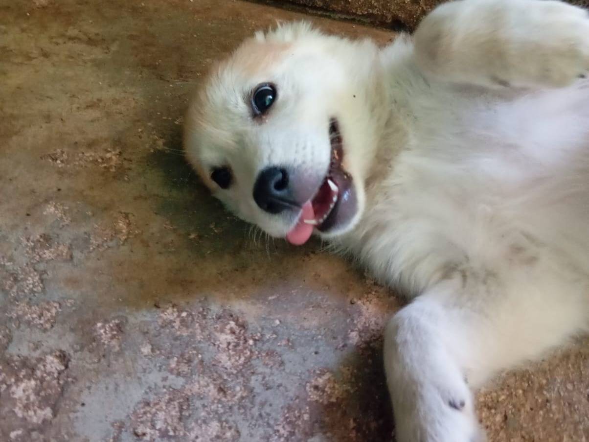 Adotta un cane, femmina, 2 mesi, Caserta