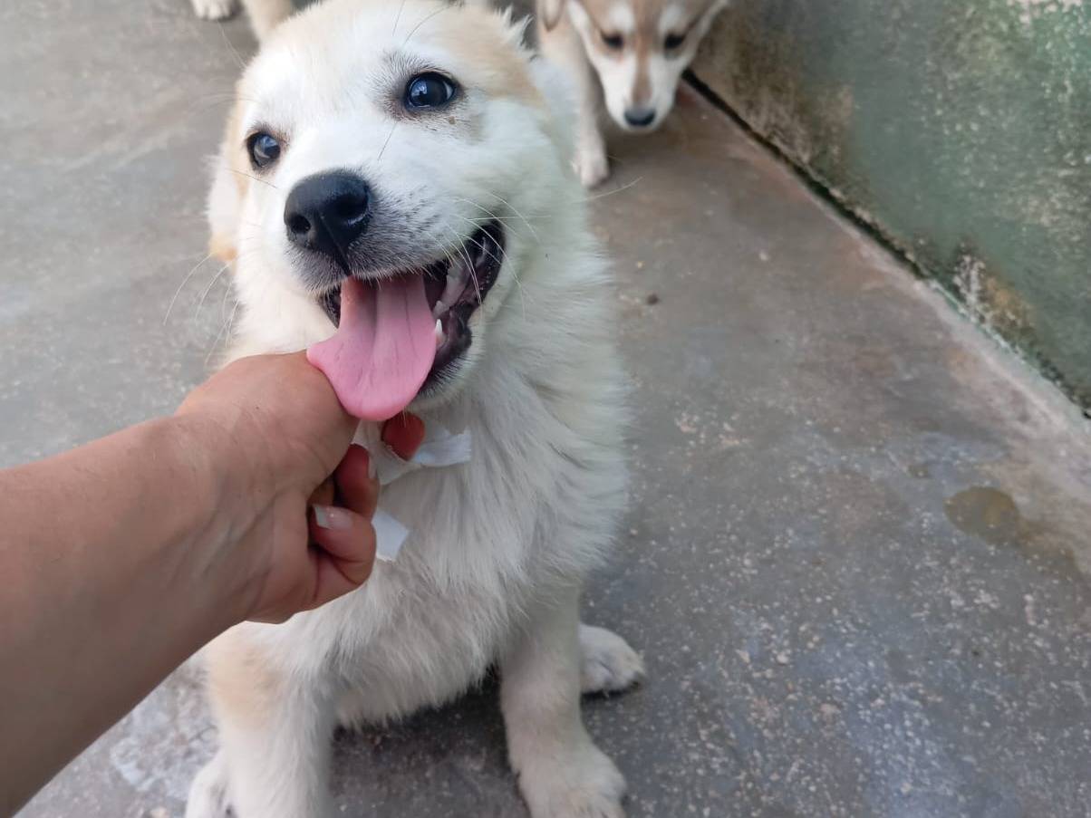 Adotta un cane, taglia media, femmina, Caserta
