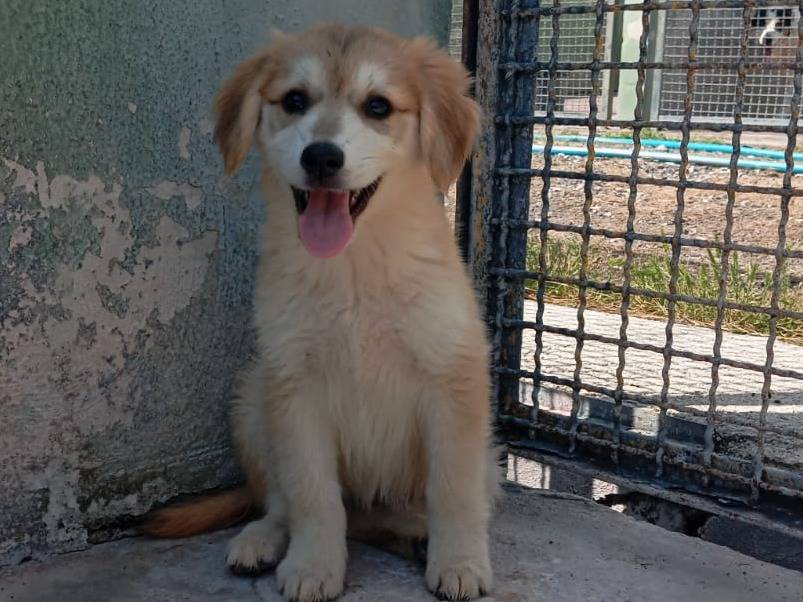 Adotta un cane, femmina, 2 mesi, Caserta