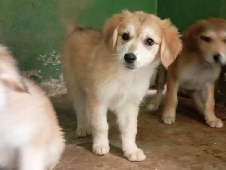 Adozione cane, femmina, Razza sconosciuta Razza sconosciuta, 2 mesi, taglia media, Caserta