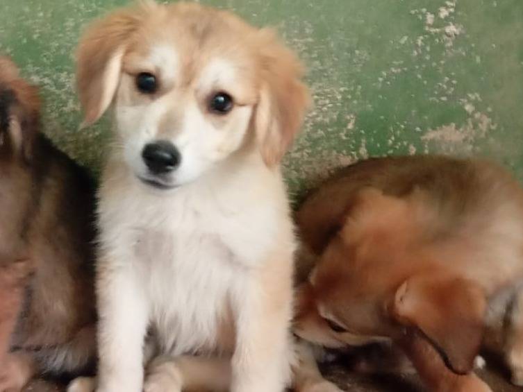 Adotta un cane, taglia media, femmina, Caserta