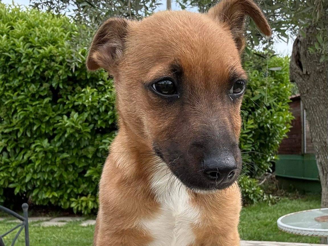 Adozione cane, maschio, Razza sconosciuta Razza sconosciuta, 3 mesi, taglia media contenuta, Matera