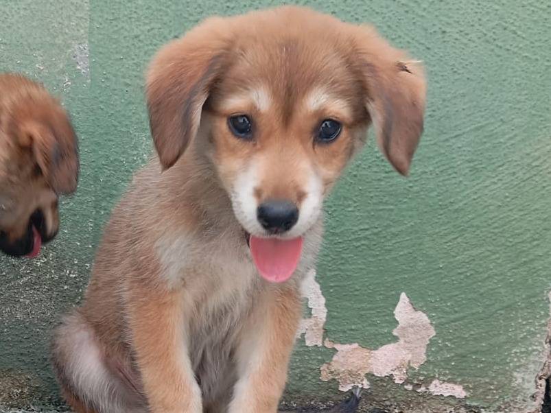 Adozione cane, femmina, Razza sconosciuta Razza sconosciuta, 2 mesi, taglia media, Caserta