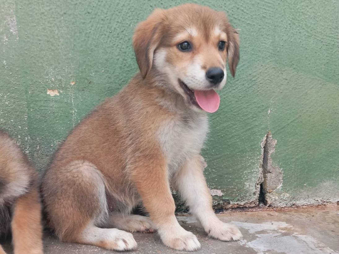 Adotta un cane, femmina, 2 mesi, Caserta