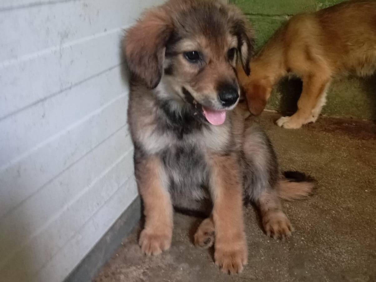 Adotta un cane, femmina, 2 mesi, Caserta