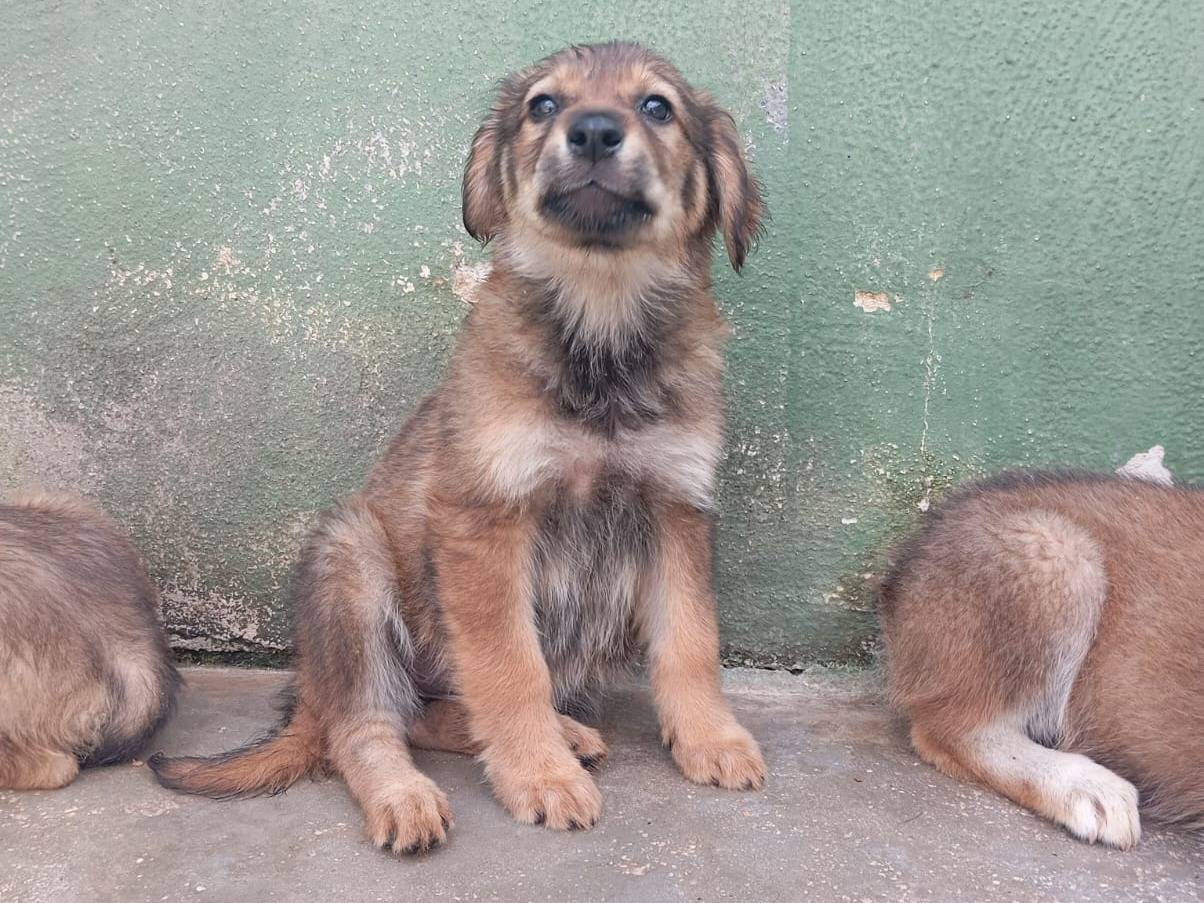Adozione cane, femmina, Razza sconosciuta Razza sconosciuta, 2 mesi, taglia media, Caserta