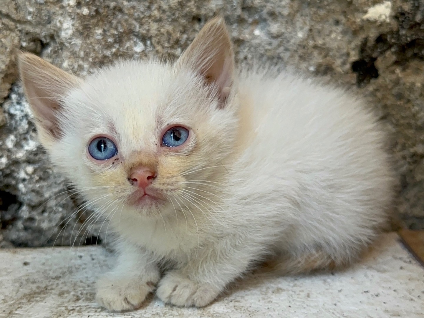 Adozione gatto, maschio, Razza sconosciuta Razza sconosciuta, 1 mesi, taglia non valida, Roma