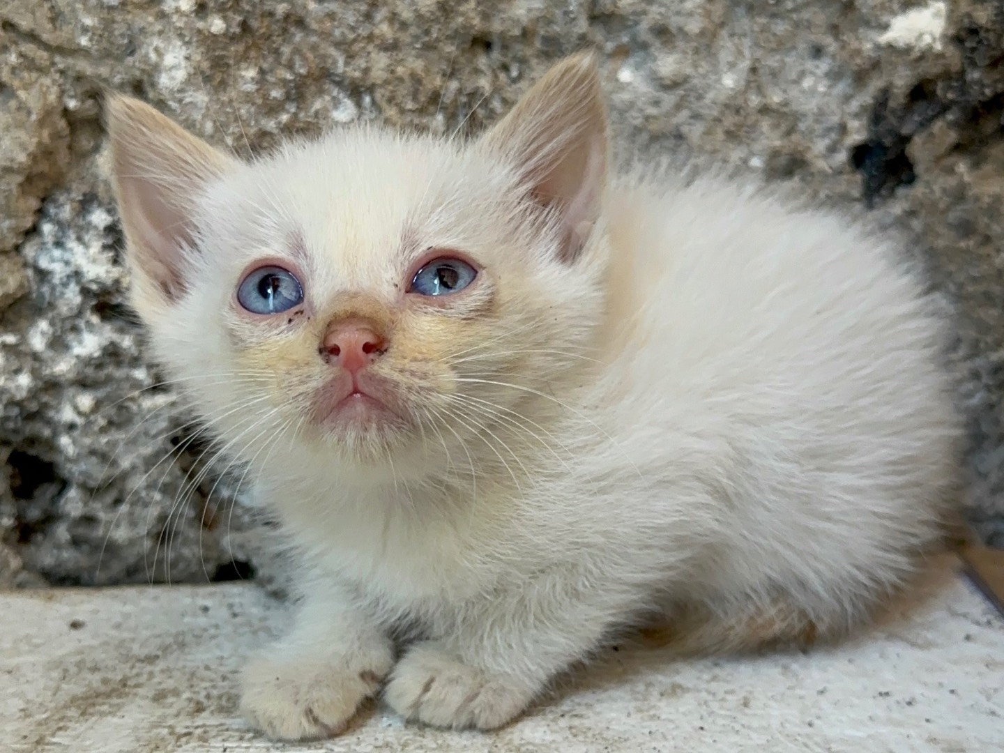 Adotta un gatto, maschio, 1 mesi, Roma
