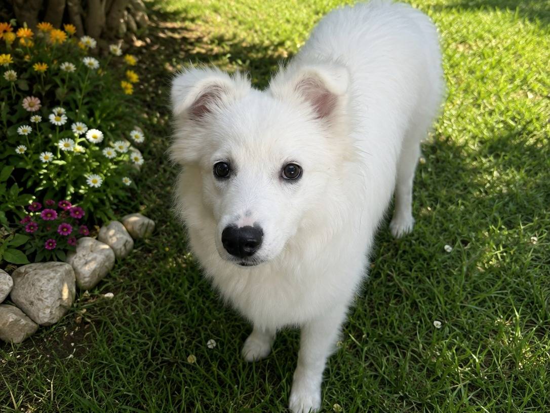 Adozione cane, femmina, Pastore maremmano Razza sconosciuta, 9 mesi, taglia media, Teramo