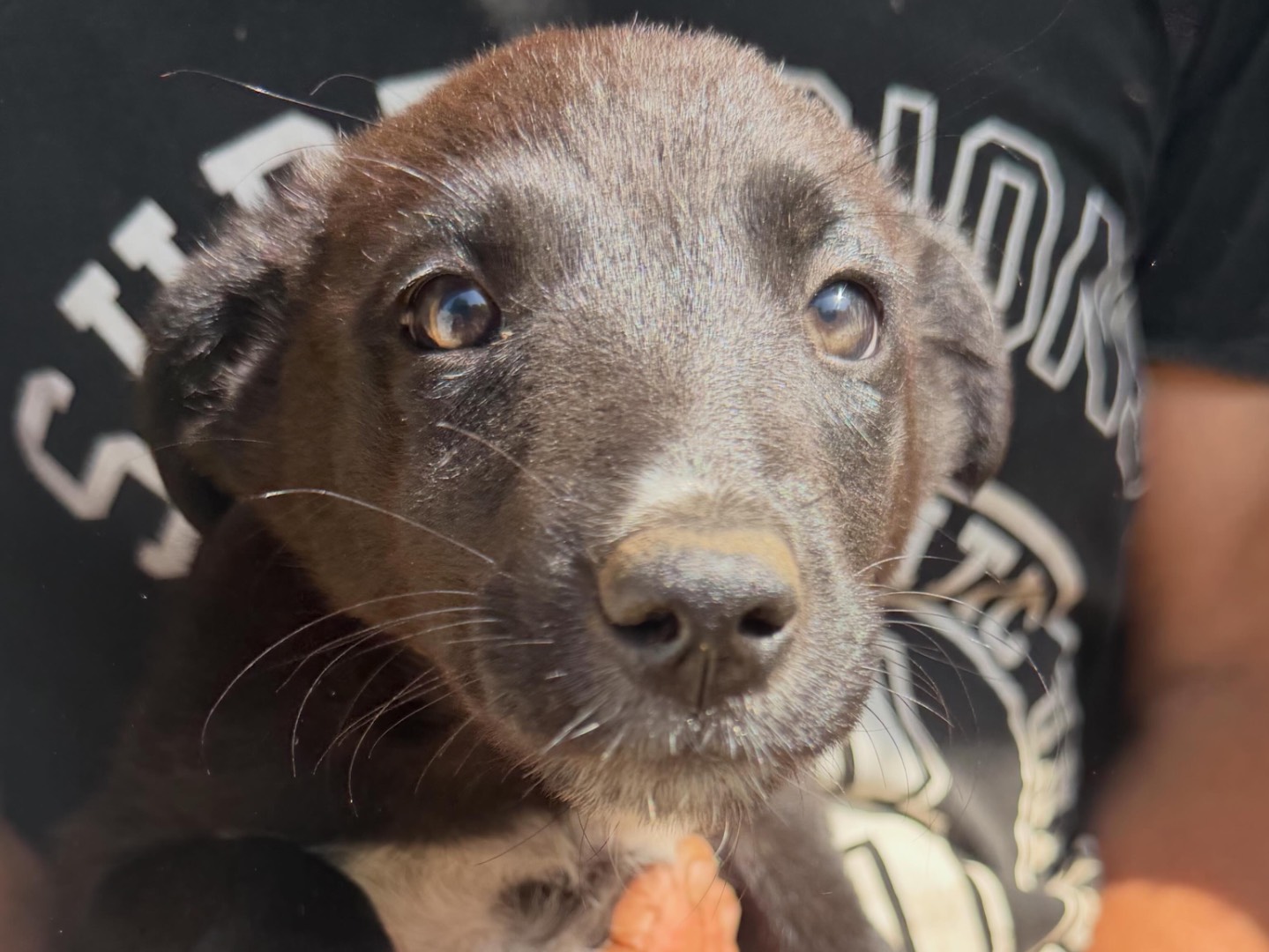 Adozione cane, femmina, Border Collie Pastore di Oropa, 1 mesi, taglia media, Pavia
