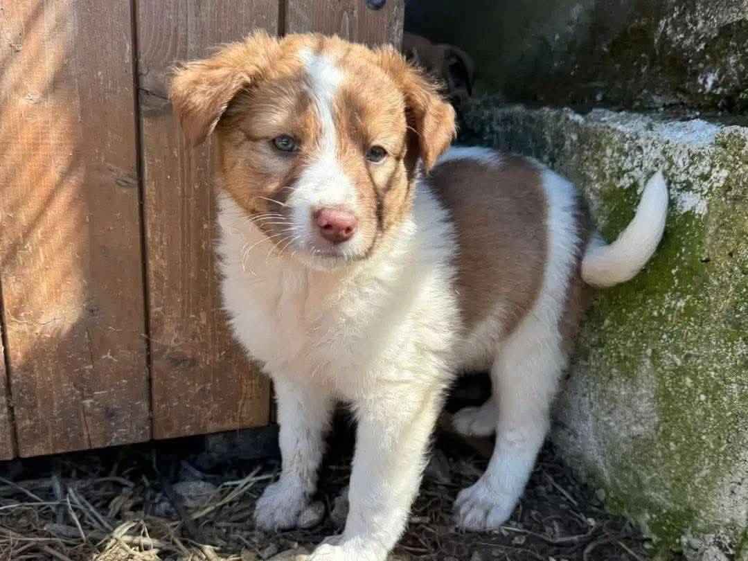 Adozione cane, femmina, Razza sconosciuta Razza sconosciuta, 2 mesi, taglia media, Avellino