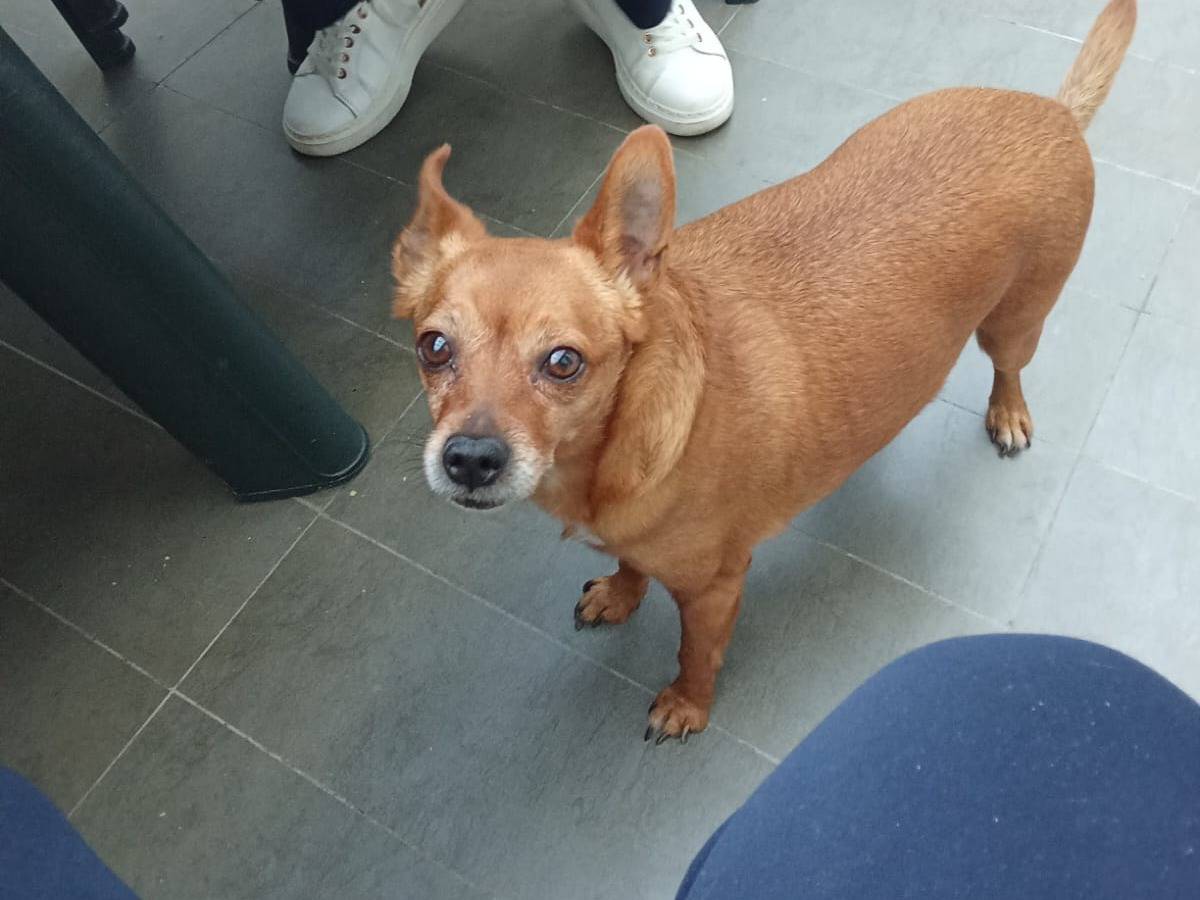Adozione cane, femmina, Pinscher Razza sconosciuta, 5 anni e 4 mesi, taglia piccola, Milano