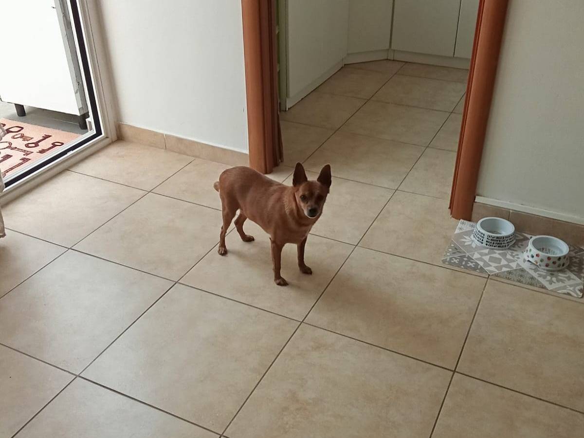 Adotta un cane, femmina, 5 anni e 4 mesi, Milano