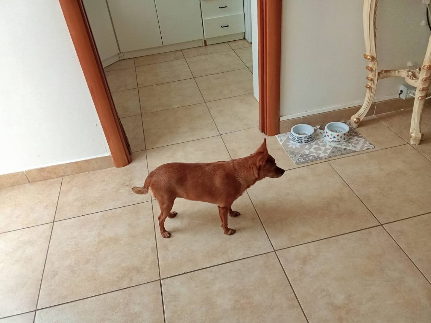 Adotta un cane, taglia piccola, femmina, Milano