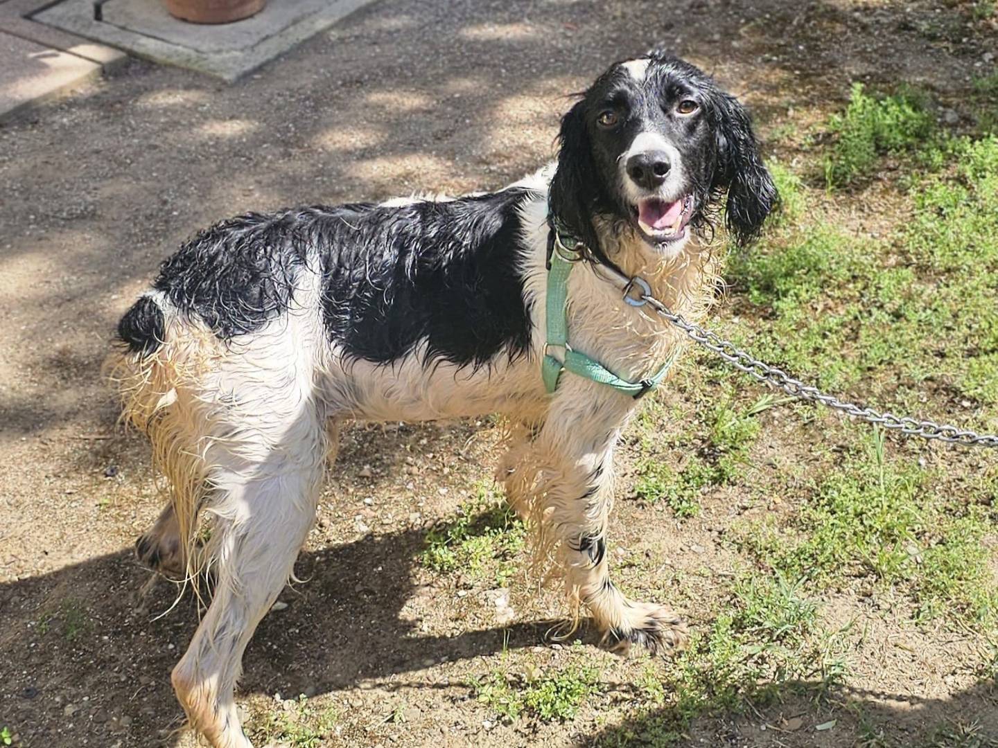 Adozione cane, maschio, Razza sconosciuta Razza sconosciuta, 1 anno e 5 mesi, taglia media, Milano