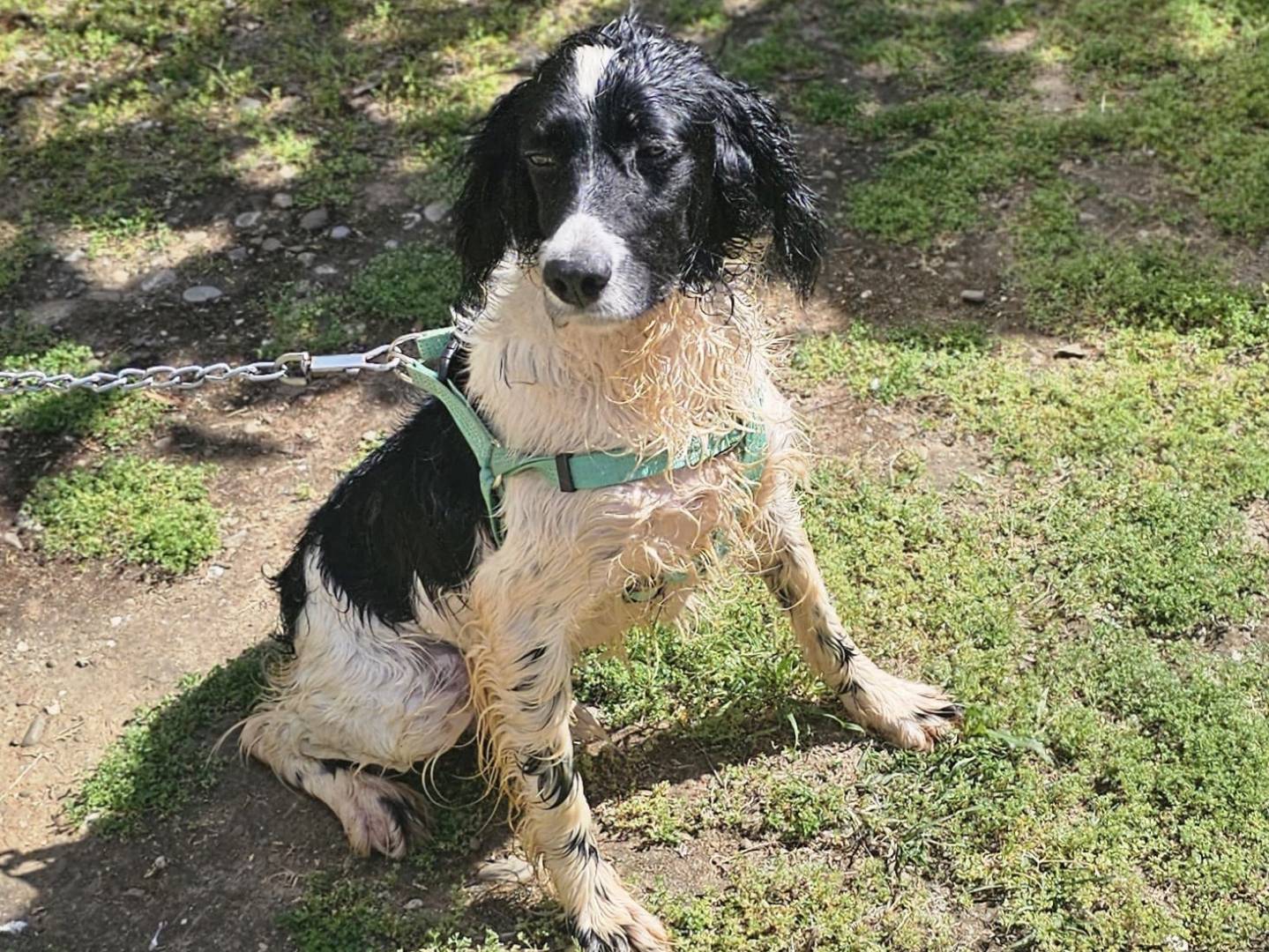 Adotta un cane, maschio, 1 anno e 5 mesi, Milano