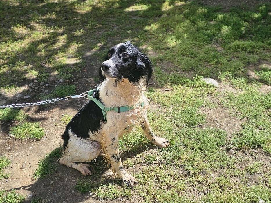 Adotta un cane, taglia media, maschio, Milano
