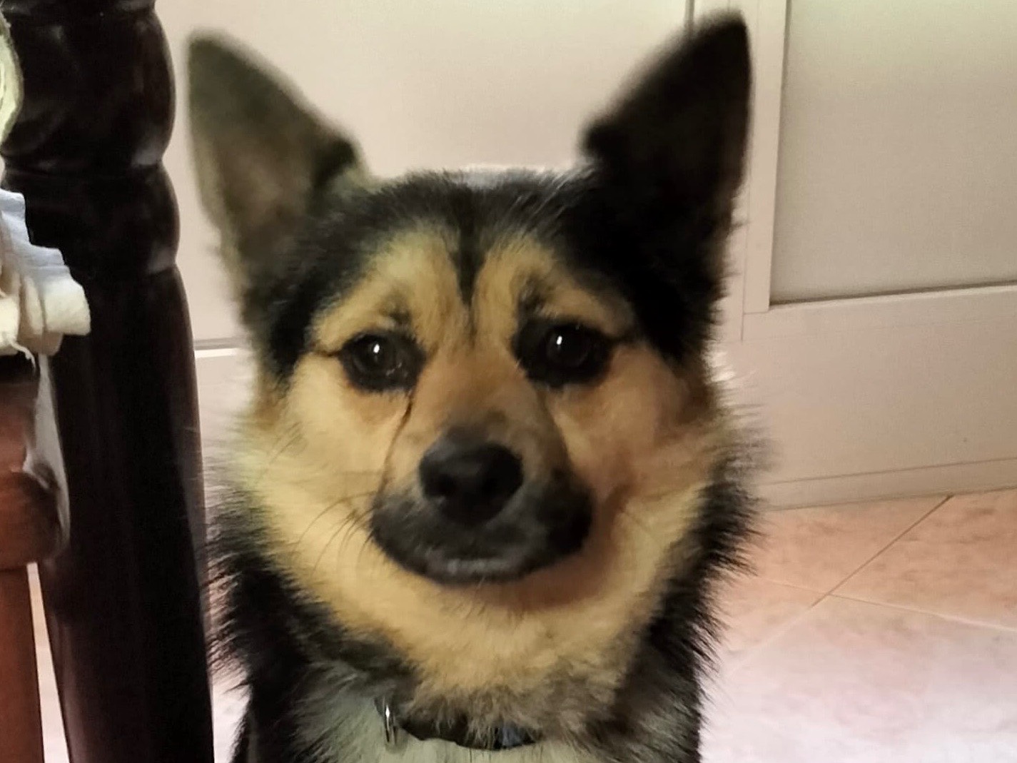 Adozione cane, maschio, Razza sconosciuta Razza sconosciuta, 1 anno e 8 mesi, taglia piccola, Bari