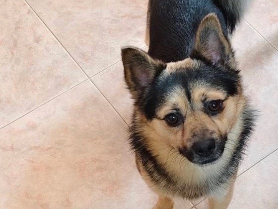 Adotta un cane, maschio, 1 anno e 8 mesi, Bari