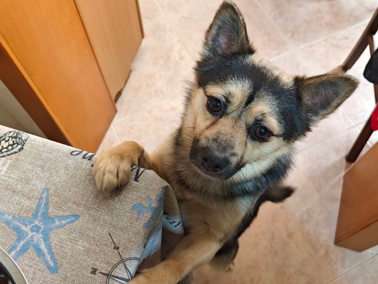 Adotta un cane, taglia piccola, maschio, Bari