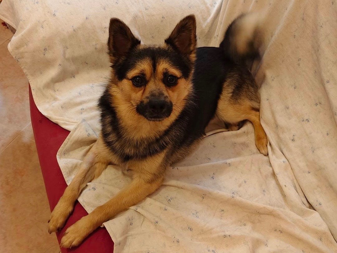 Vuoi adottare un cane a Bari?