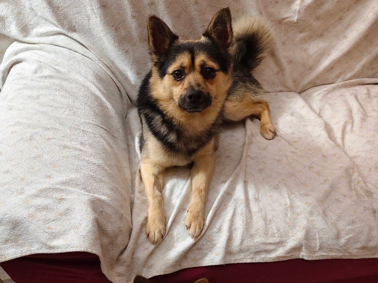 Adotta il cane Milo Angel a Bari